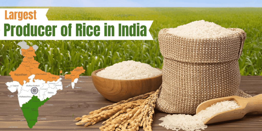 A map highlighting the largest rice-producing regions in India, showcasing the top producers.