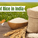 A map highlighting the largest rice-producing regions in India, showcasing the top producers.