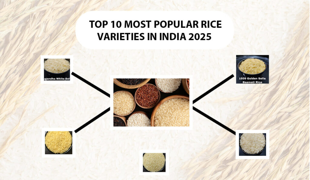 A collection of the top 10 most popular rice varieties in India for 2025