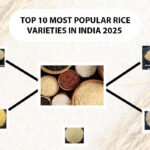 A collection of the top 10 most popular rice varieties in India for 2025
