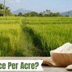 Rice yield per acre improved with Shah Enterprises' farming expertise.