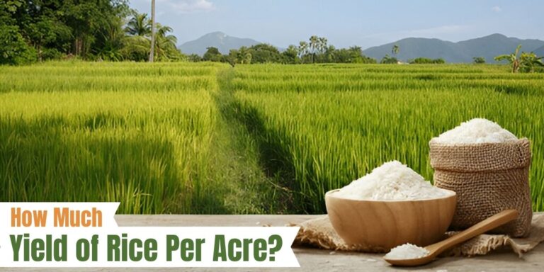 Rice yield per acre improved with Shah Enterprises' farming expertise.
