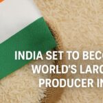 Aerial view of rice fields in India with a rising sun, symbolizing agricultural growth and foodgrain production increase in 2024–25.